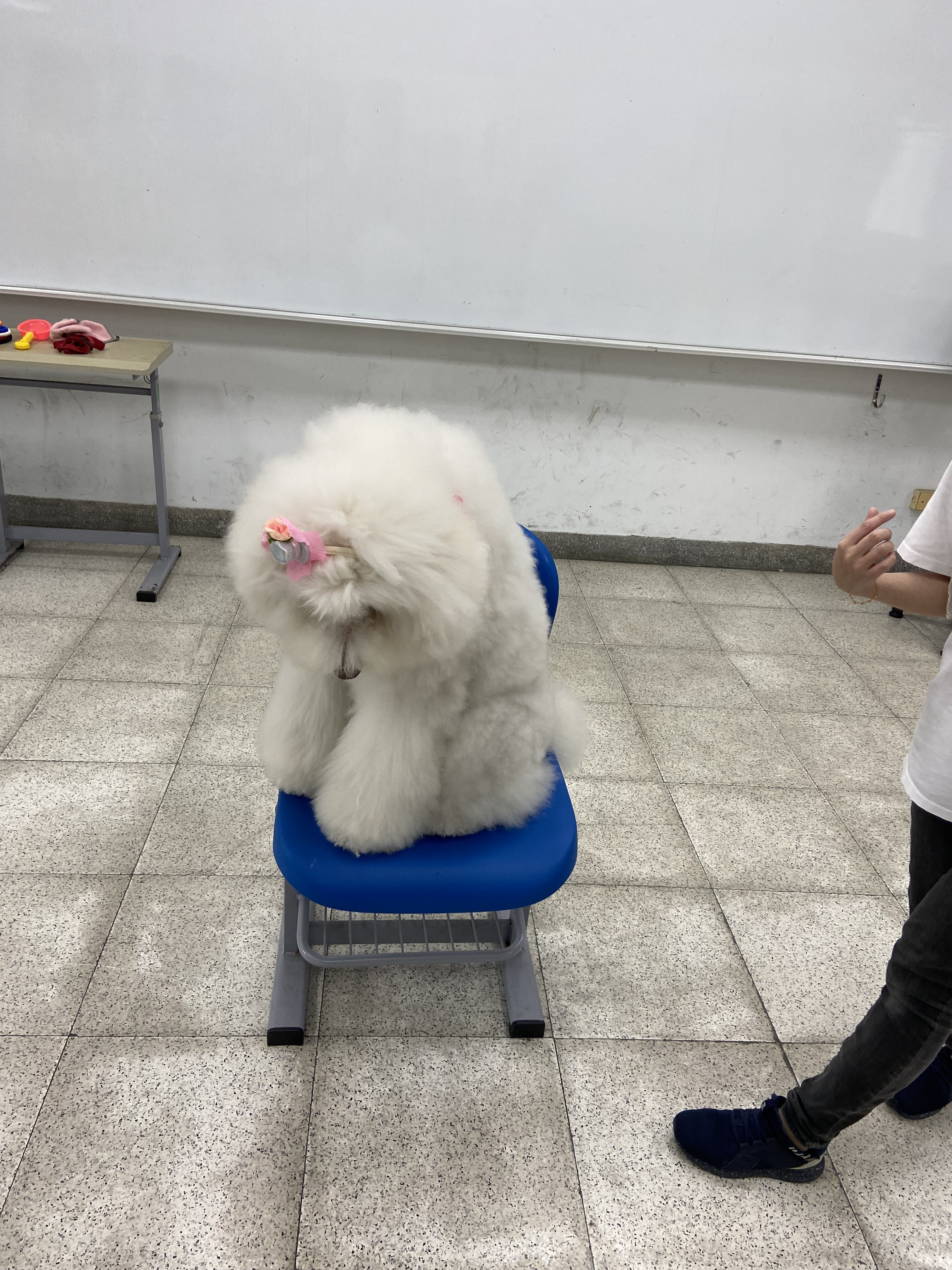 Animal-asssited therapy training-2